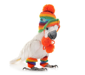 White cockatoo in studio