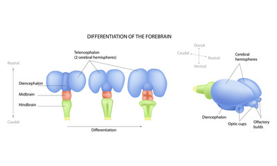 Differentiation of the forebrain. Differentiation of the telencephalon. Formation of the human brain. Preparation for pregnancy.