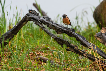 A Common Stonechat perched on wood on a rainy morning.