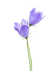Two bellflowers isolated on white background.