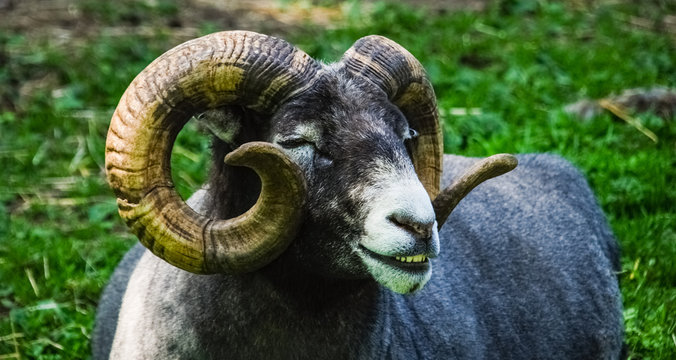 Goat 1