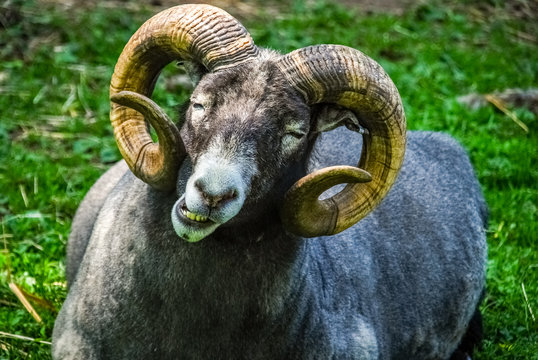 Goat smile
