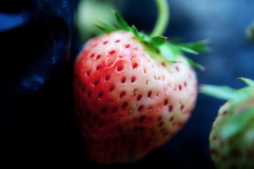 Strawberry closeup on tree.