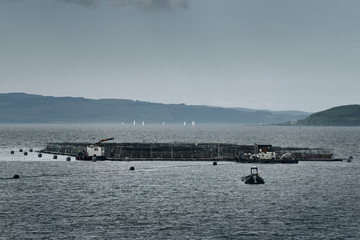 Fishnish marine farm of net pens aquaculture on the Sound of Mull with sailboats from Fishnish Lochaline Ferry Scotland UK