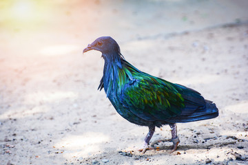 Nicobar pigeon dove wildlife animal bird standing on ground / Colorful feather bird