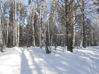 road in winter forest