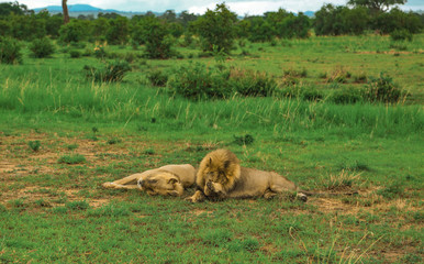 a couple of lions resting after lunch in the national safari park Mikumi