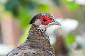 Head of female Siamese fireback on nature wildlife beautiful chicken bird  farm