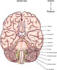 The cranial nerves. Twelve pairs of the cranial nerves emerge from the base of the human brain. anatomy of the Central nervous system	