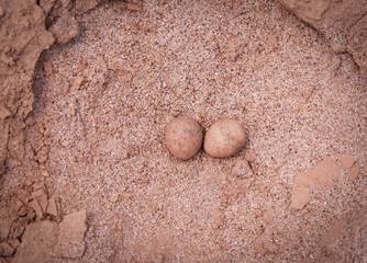 Egg on sand nature / three quail eggs on bird's nest on the ground near the river