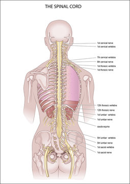 Illustration human figure composed of brain and spine facing posteriorly. The spinal cord. anatomy of the Central nervous system	