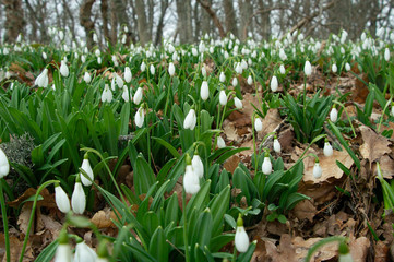 Fototapeta premium snowdrop or common snowdrop 
