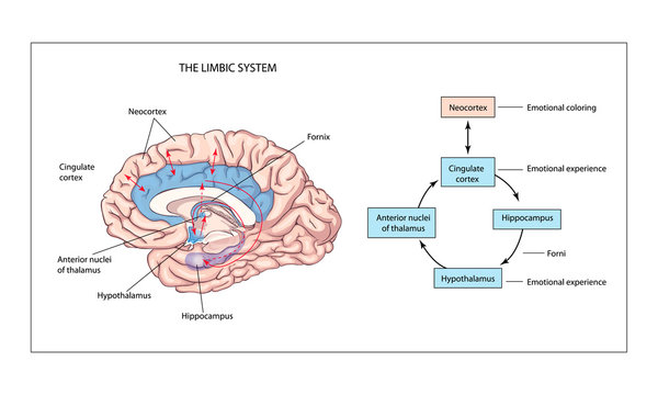 emotional intelligence. The limbic system. Anatomy of the Central nervous system. Human brain. The management of emotions. Physiology. neurology. 