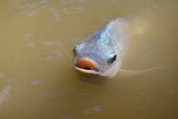 Tilapia fish swimming on surface in the water river live in natural for oxygen in summer day