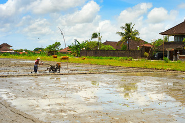 Fototapeta na wymiar Man working Bali rice field