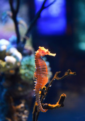 Seahorse cute sea animal / beautiful orange sea horse swimming underwater ocean