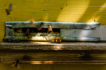 Group of bees near a beehive, in flight