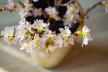 Close-up of cherry blossoms taken inside the room.  室内で撮影した桜のクローズアップ