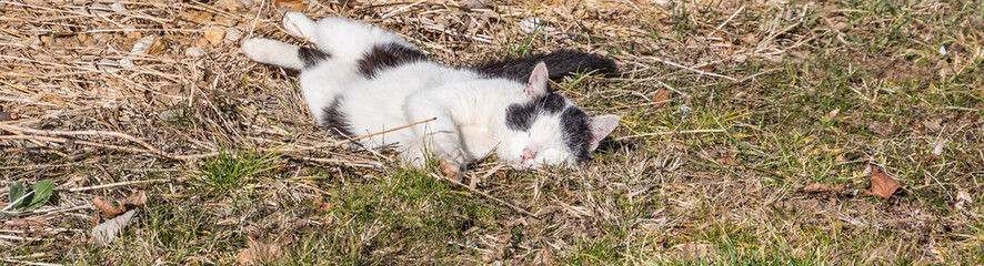 Katze genießt erste Sonnenstrahlen