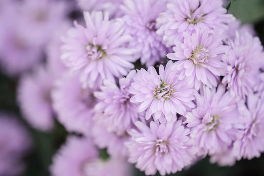 Closeup purple flower in the garden textured background © kenkuza