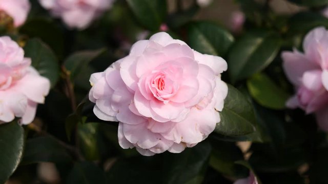 Flowers in spring series: Blossoms of pink camellia in breeze, Camellia japonica, zoom in video, close up view, 4K movie, slow motion.