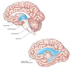 The human ventricular system. Brain anatomy. the third ventricle, the cerebral aqueduct, the fourth ventricle, and the spinal canal. the power of the brain. brain fluid