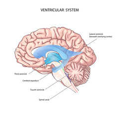 The human ventricular system. Brain anatomy. the third ventricle, the cerebral aqueduct, the fourth ventricle, and the spinal canal. the power of the brain. brain fluid
