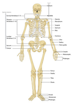 human skeleton. Anatomy scheme. Vector illustration. Male human body skeletal system. Skeleton front view