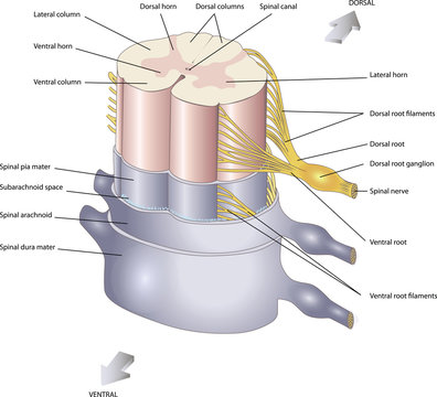 anatomy of the Central nervous system	 Spinal cord. Spinal nerves. In section. 