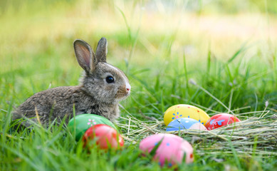 Easter bunny and Easter eggs on green grass outdoor / Colorful eggs in the nest and little rabbit