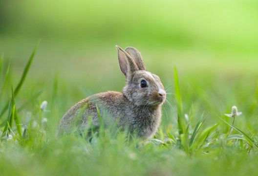 Cute rabbit sitting on green field spring meadow / Easter bunny hunt