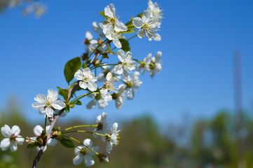 Blossom trees under noon sun in early spring 