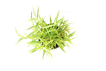 Green House Plant isolated on white background