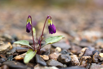 雨上がりのスミレ