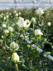 white roses in glass greenhouse under blue sky in holland