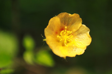 yellow macro flower isolated background