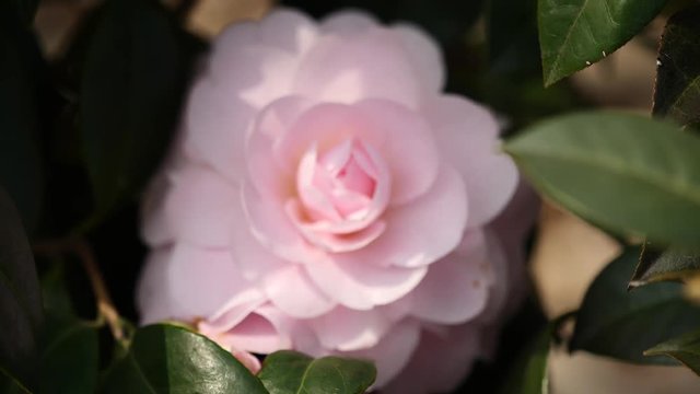 Flowers in spring series: Blossoms of pink camellia in breeze, Camellia japonica, from defocus to focus on flowers, close up view, 4K movie, slow motion.
