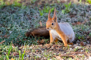 a squirrel in the Park