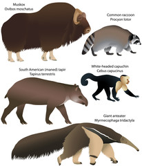 Collection of animals living in the territory of North and South America: muskox, common raccoon, south american tapir, white-headed capuchin, giant anteater