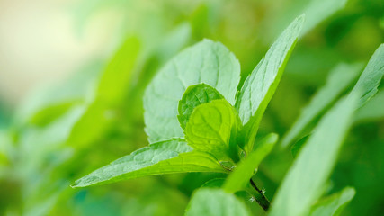 close up the organic Mint Spearmint Peppermint Leaf  tree