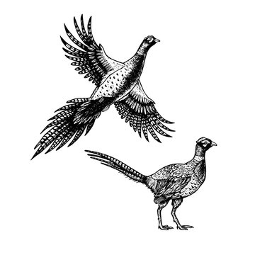 Hand drawn pheasant. Skethes of birds. Vector vintage illustration.