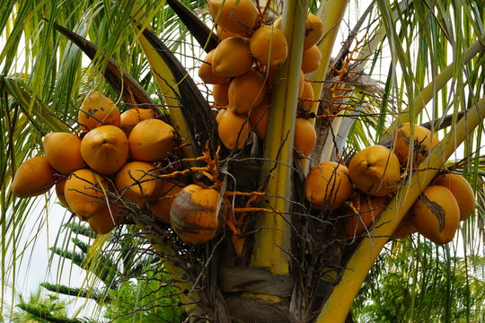 coconuts on a tree