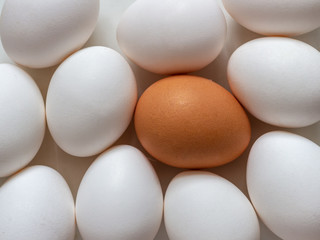 Chicken eggs of different colors