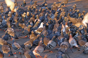 Obraz premium Pigeons