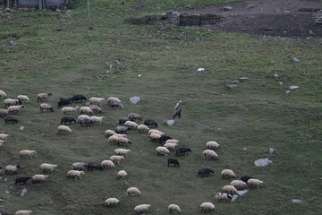 herd of sheep in green meadow. artvin/turkey