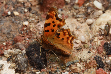 16.06.2018 DE, RLP, Mosel, Leiwen, Dhrontal C-Falter Polygonia c-album (LINNAEUS, 1758)