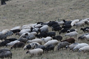 Fototapeta premium herd of sheep in green meadow. artvin/turkey