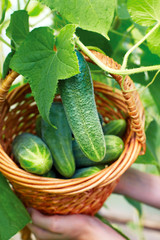 Basket with  cucumbers,  in the hands of a farmer background of nature.