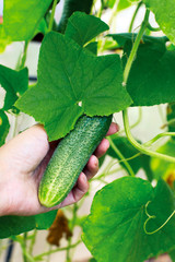 Basket with  cucumbers,  in the hands of a farmer background of nature.
