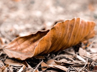 The dry leaves fall on the floor.